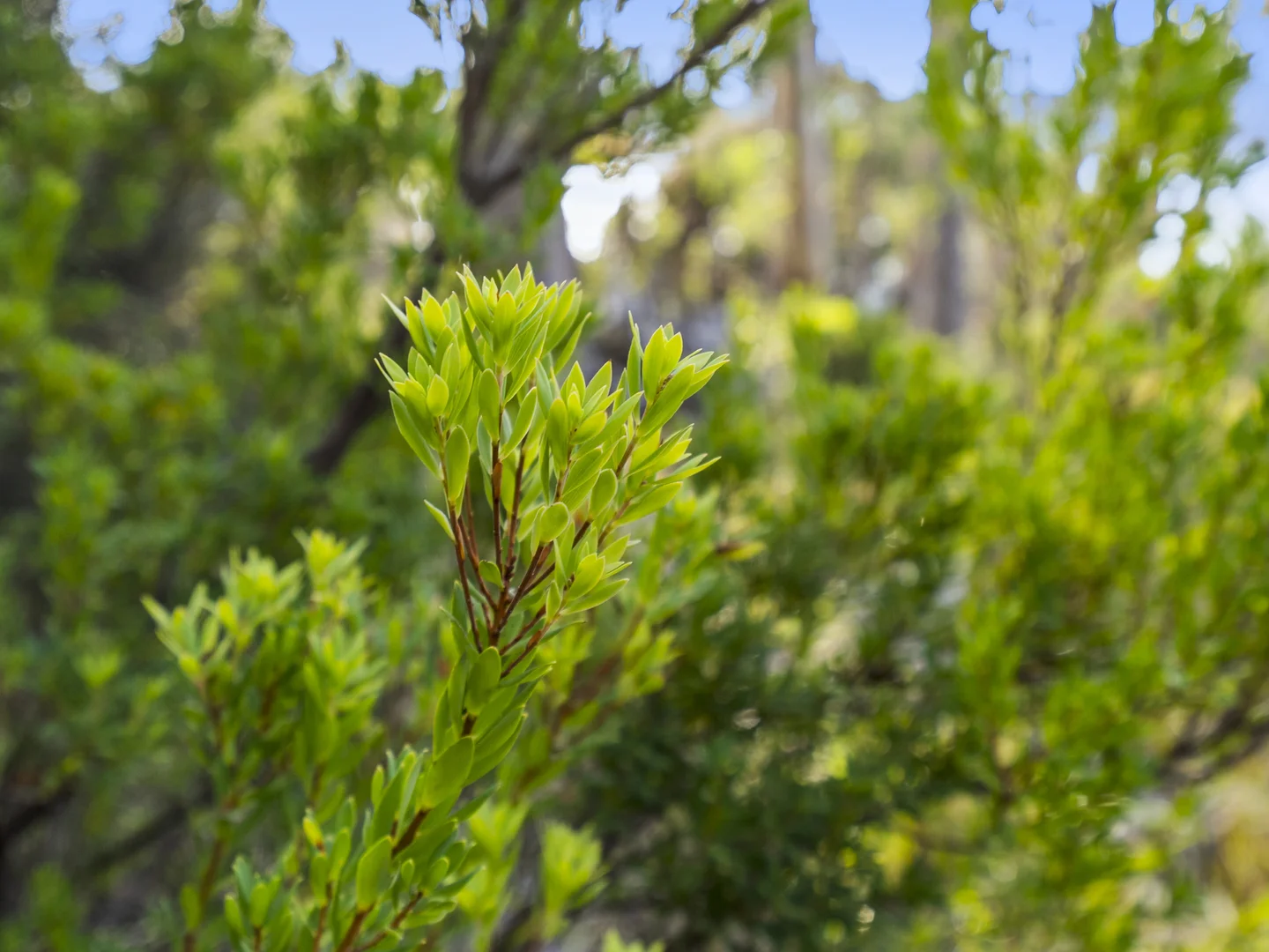 Additional image 19 of 573 White Beach Road, White Beach TAS 7184