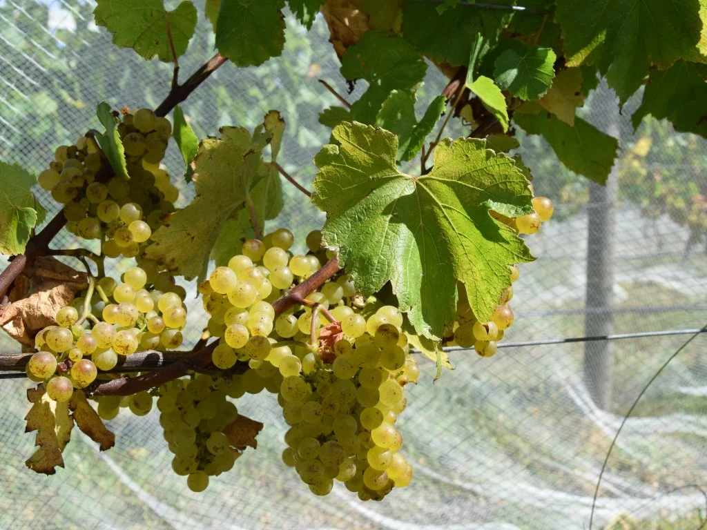 Additional image 16 of Harrisons Road, Dromana VIC 3936