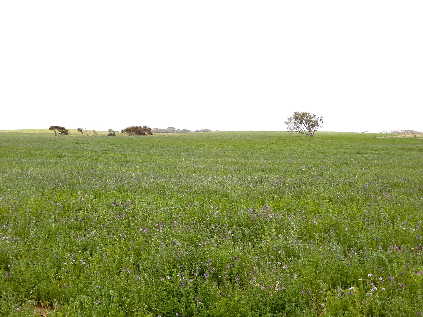 Additional image 14 of 252 Jabez Williams Road, Meningie SA 5264