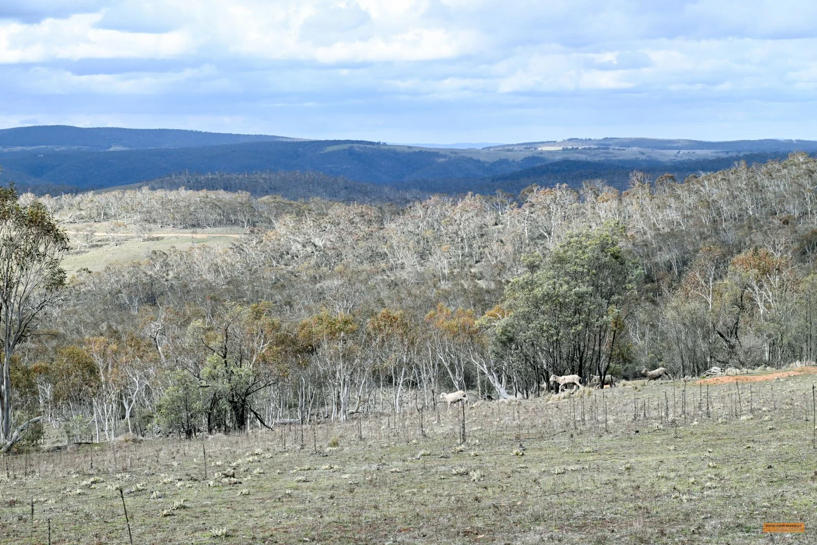 Additional image 33 of "Eagle Heights" 636 Caddigat Road, Dry Plain NSW 2630