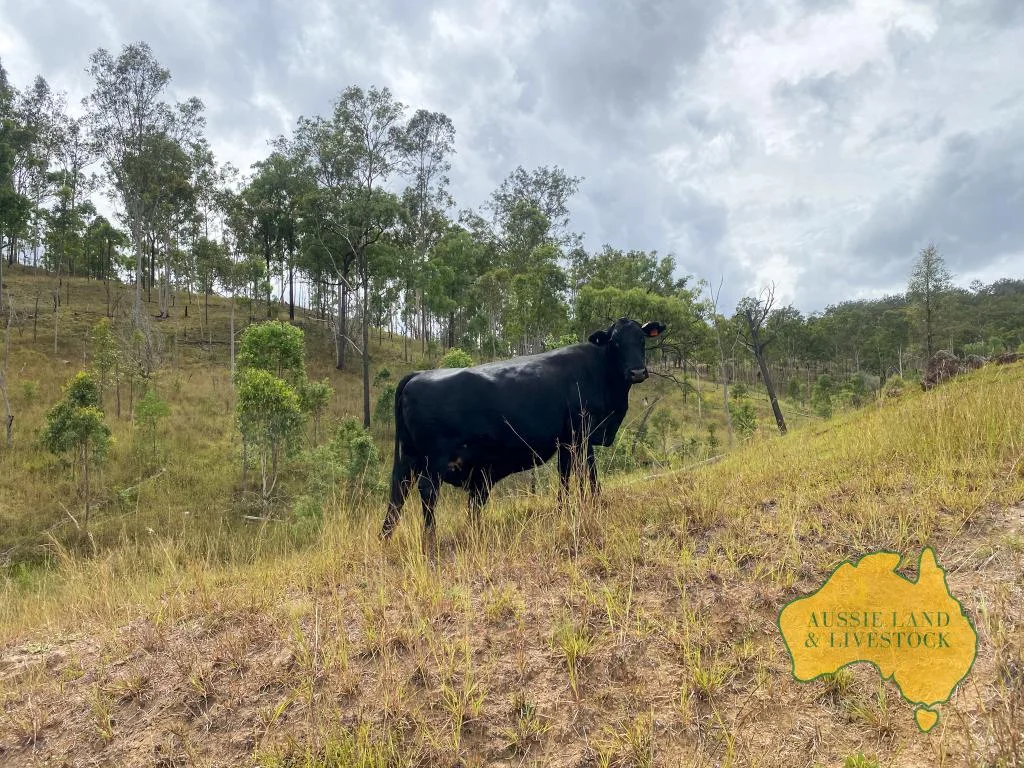 Additional image 6 of 59 MUNGY ROAD, Mungy QLD 4671