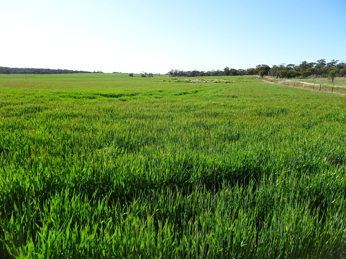 Additional image 7 of 140 Yenellin Road, Pingelly WA 6308