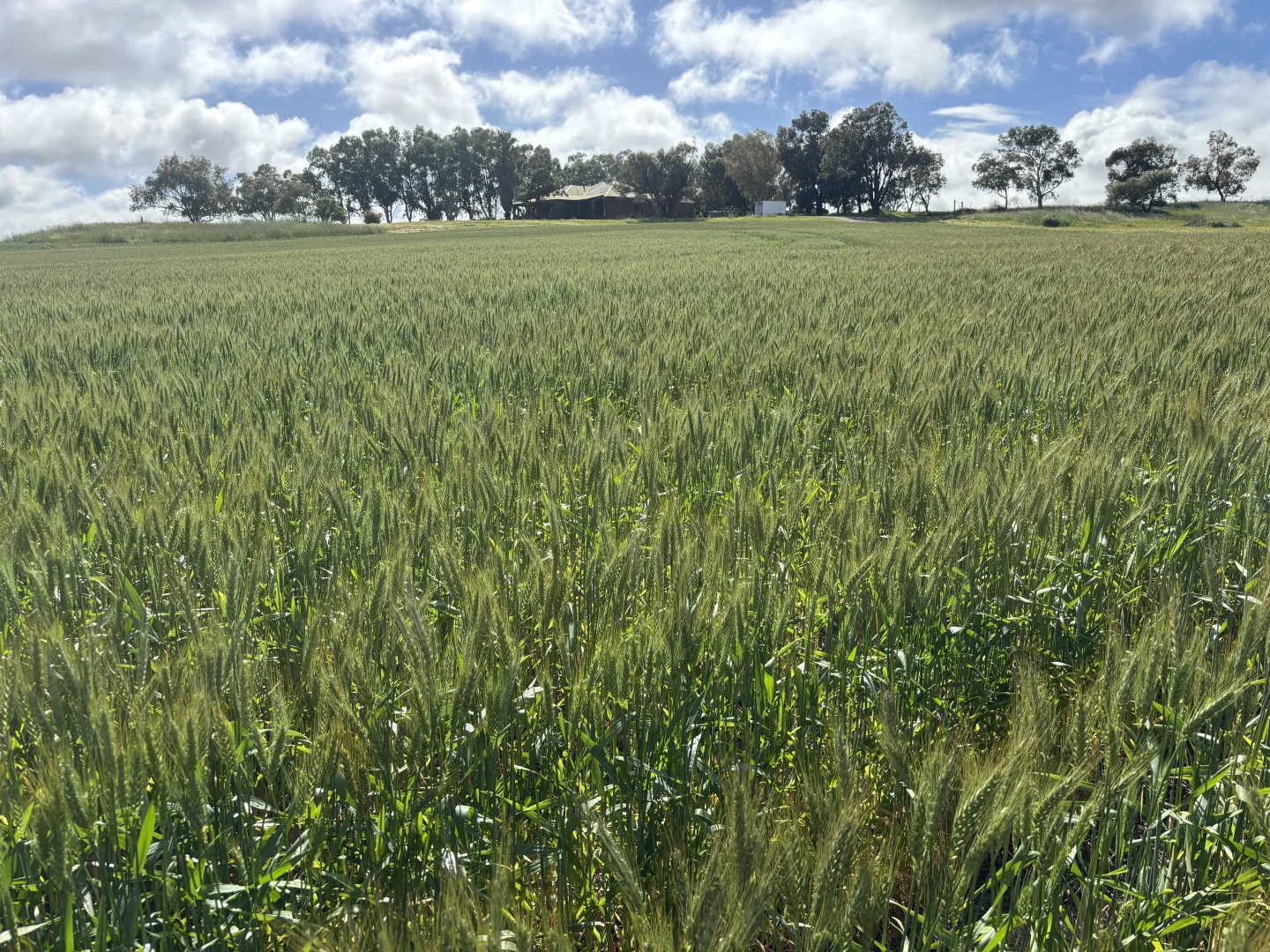 Additional image 17 of 1396 Tabletop Road, Mount Horner WA 6525