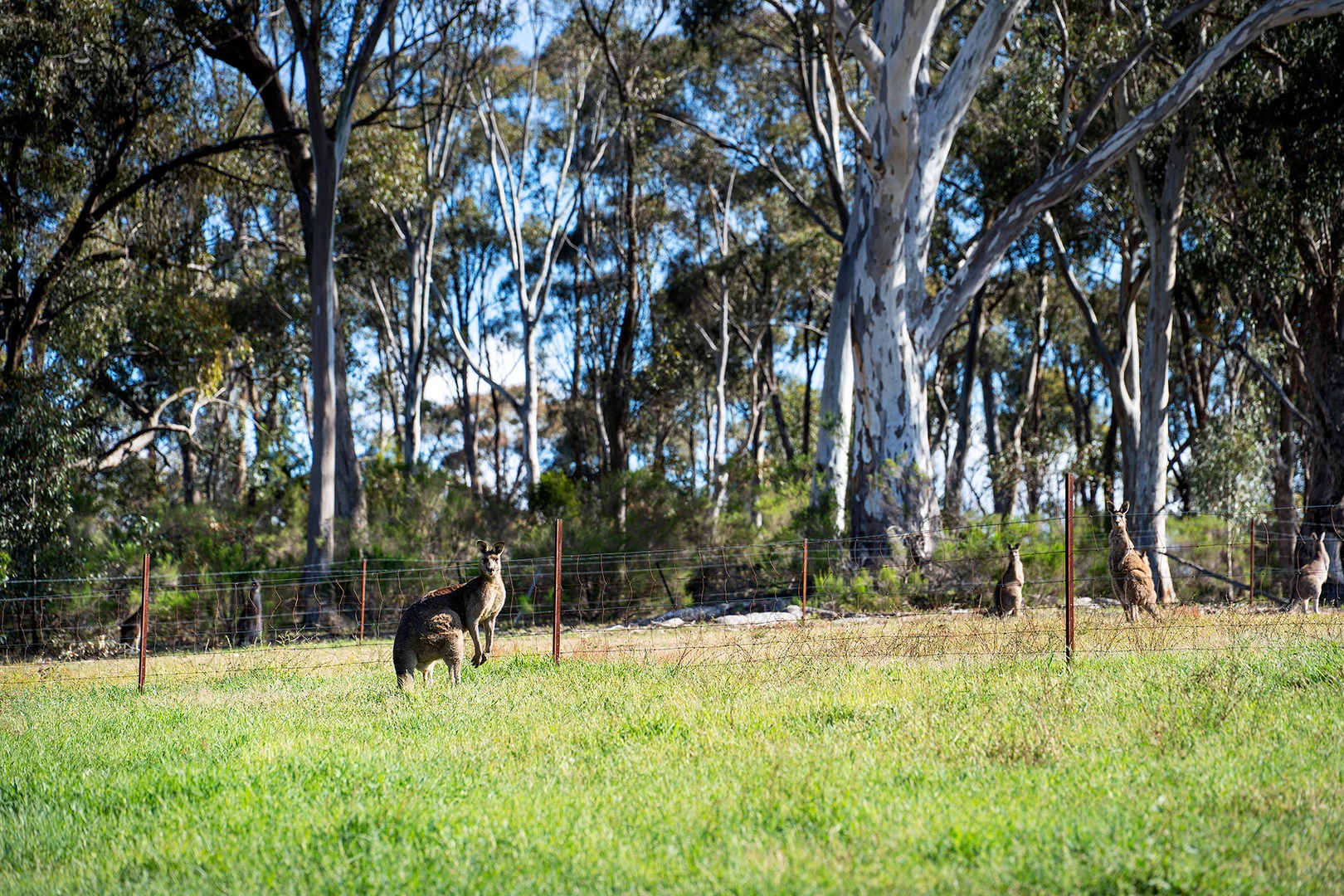 Additional image 3 of 2/222 Blakeley Road, Castlemaine VIC 3450