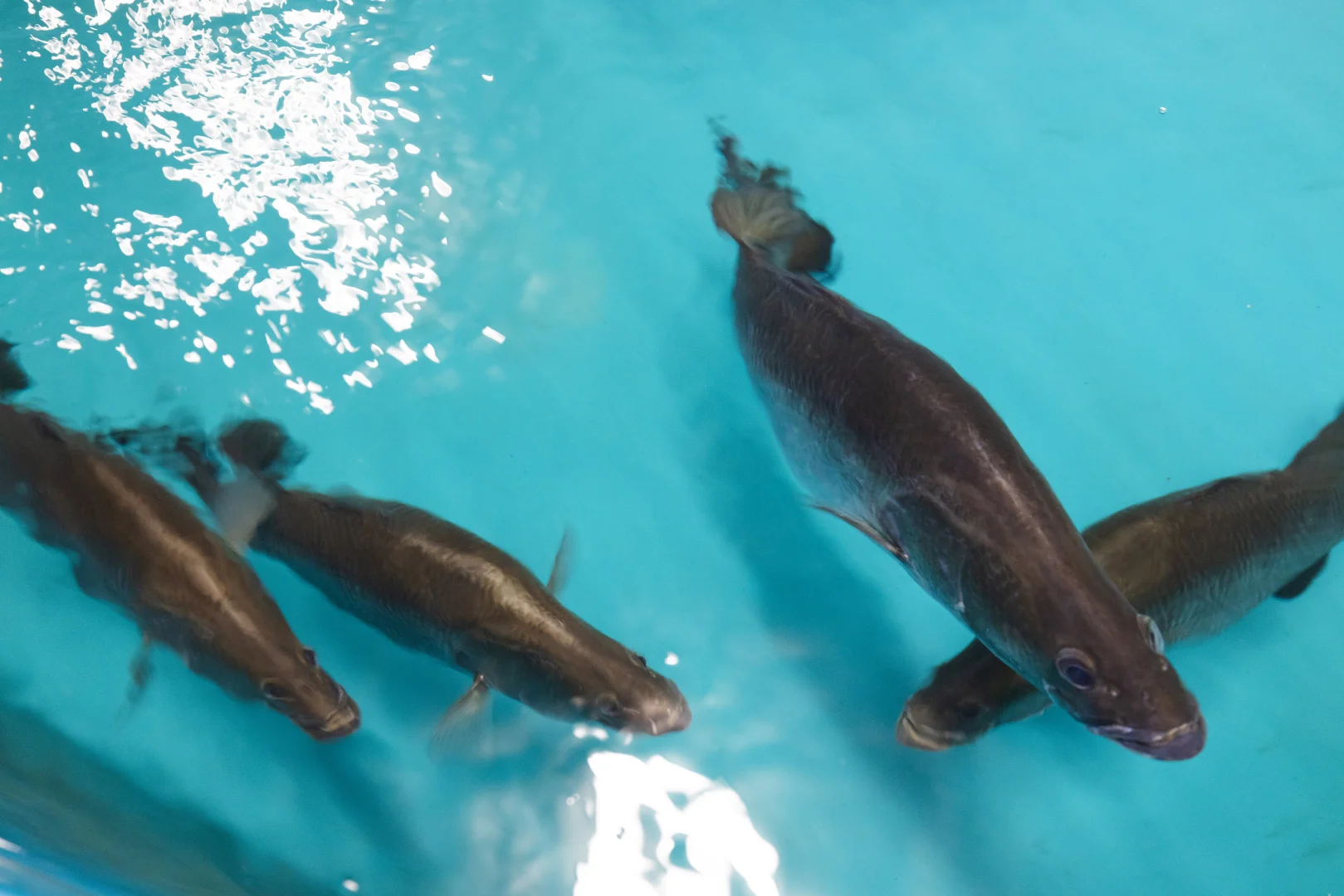 Additional image 18 of 476C Marsh Road, Bobs Farm NSW 2316