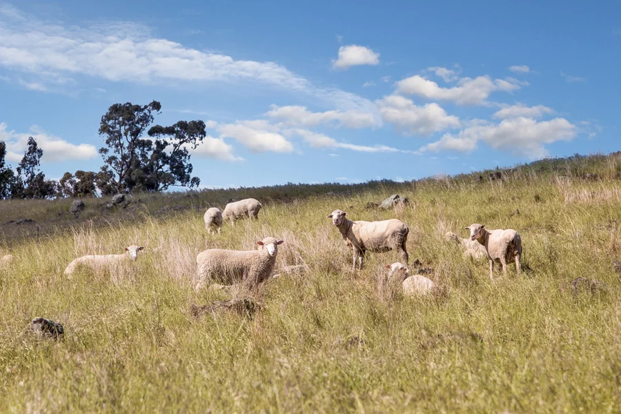 Additional image 23 of 37 Brownes Lane, Axedale VIC 3551