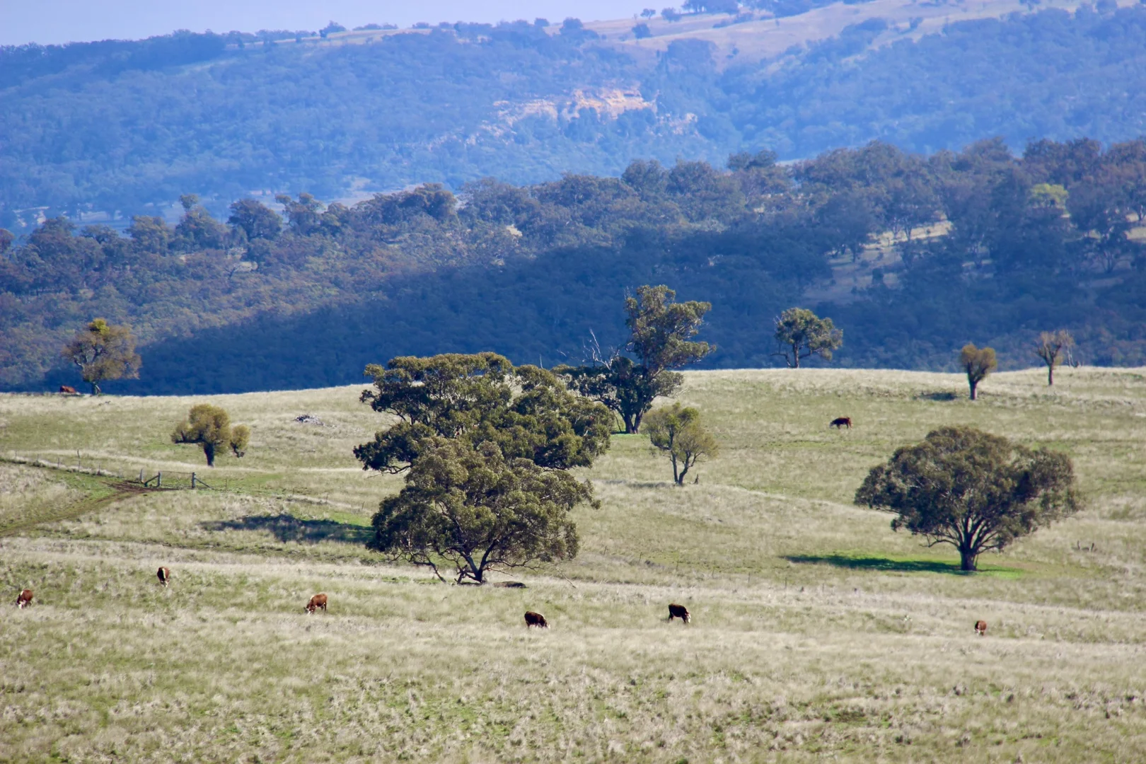 Additional image 15 of "Jemalong" 263 Collier Road, Coolah NSW 2843