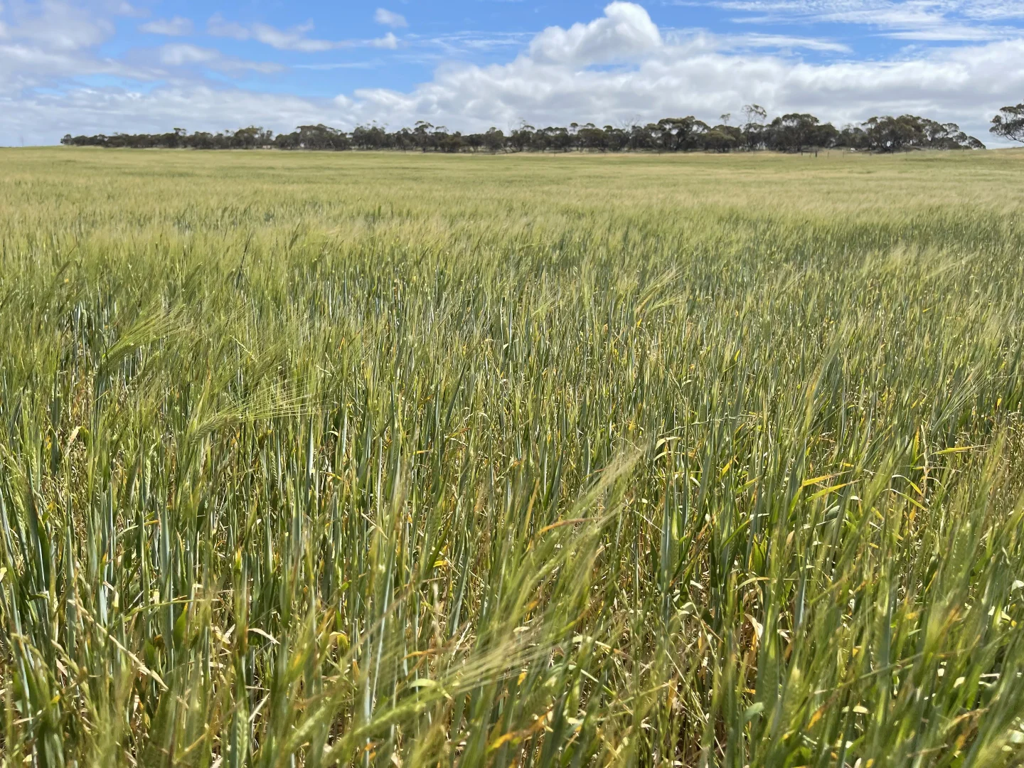 Additional image 13 of Lot/41 Skinner Road, Warramboo SA 5650