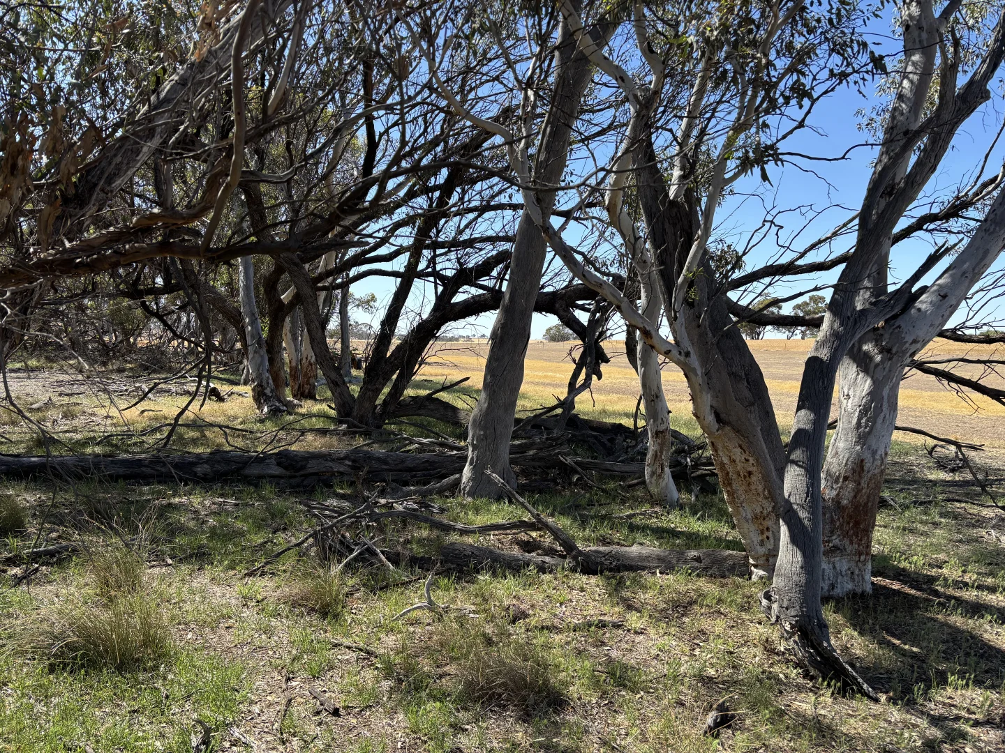 Additional image 15 of . 'Cobbers Soak', Quairading WA 6383