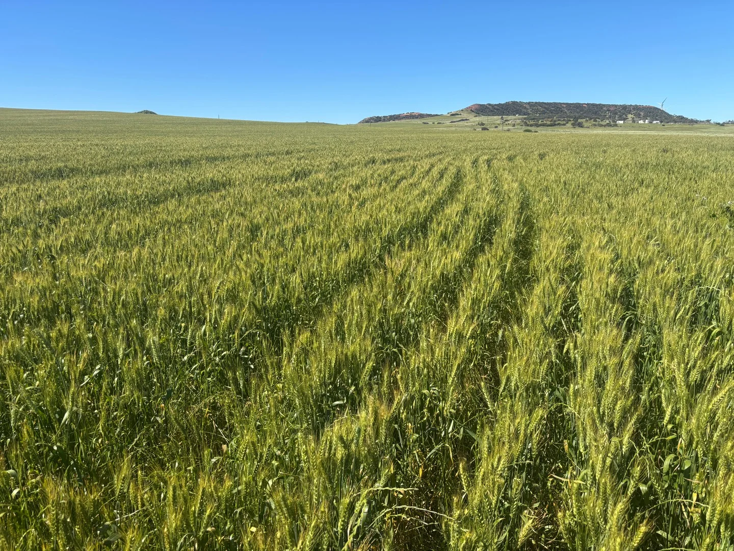 Lot 1914 Minnenooka Road, Minnenooka WA 6532