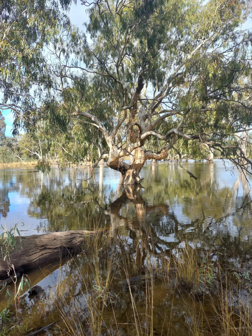 Additional image 18 of 1207 Fraser Road, Niemur NSW 2733