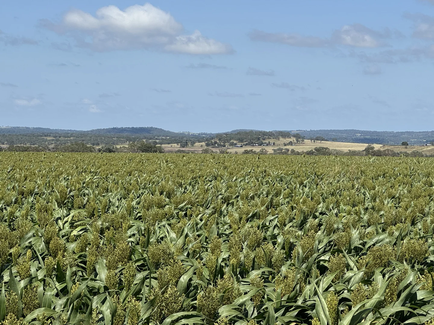 Additional image 16 of Lot 50 Rosenberger Road, Wyreema QLD 4352