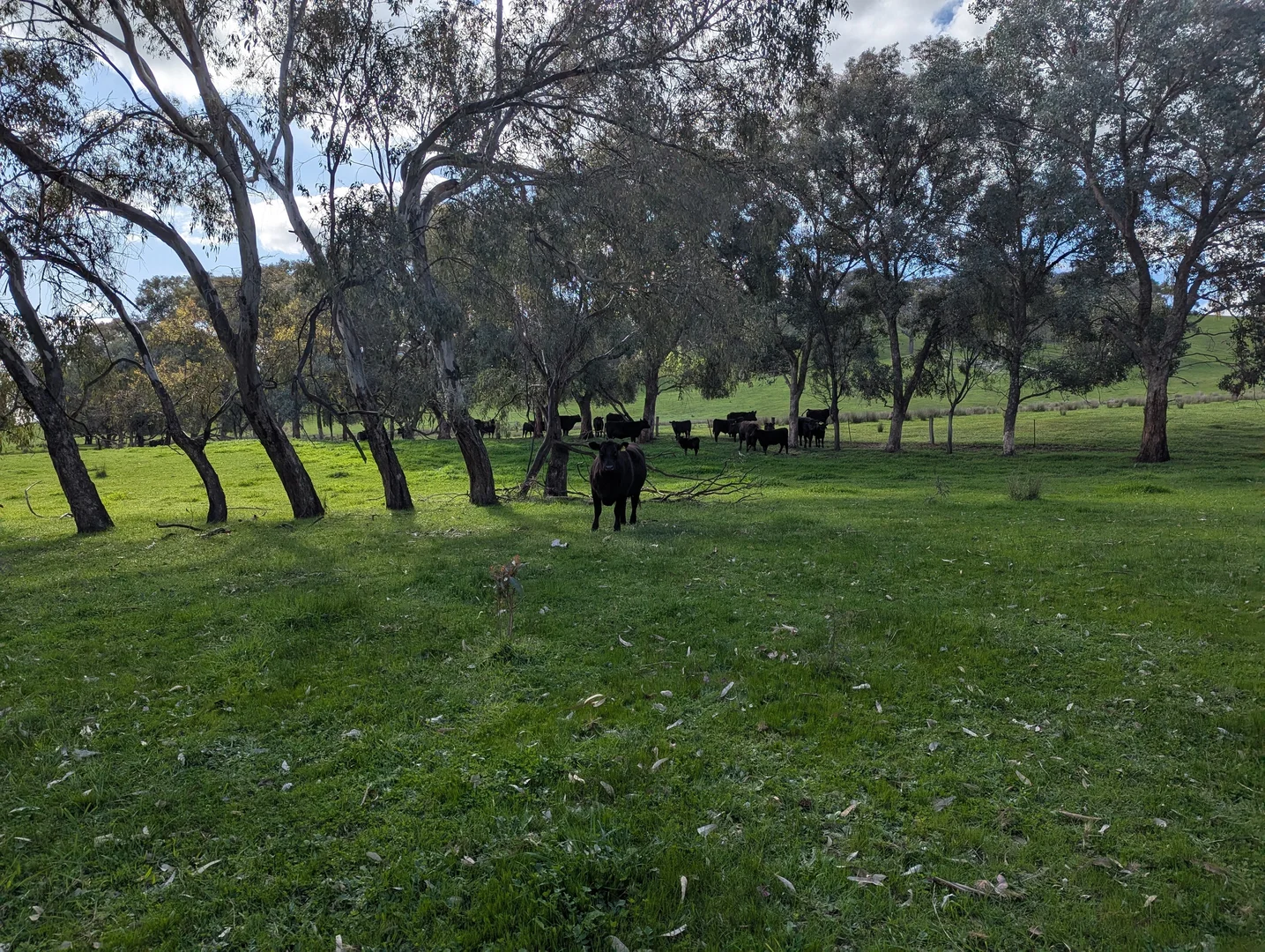 Additional image 12 of 409 McInnes Lane, Bobinawarrah VIC 3678