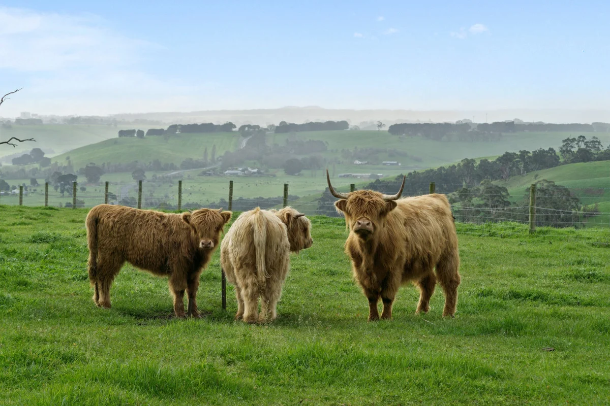 Additional image 3 of 725 Lavers Hill - Cobden Road, Jancourt East VIC 3266