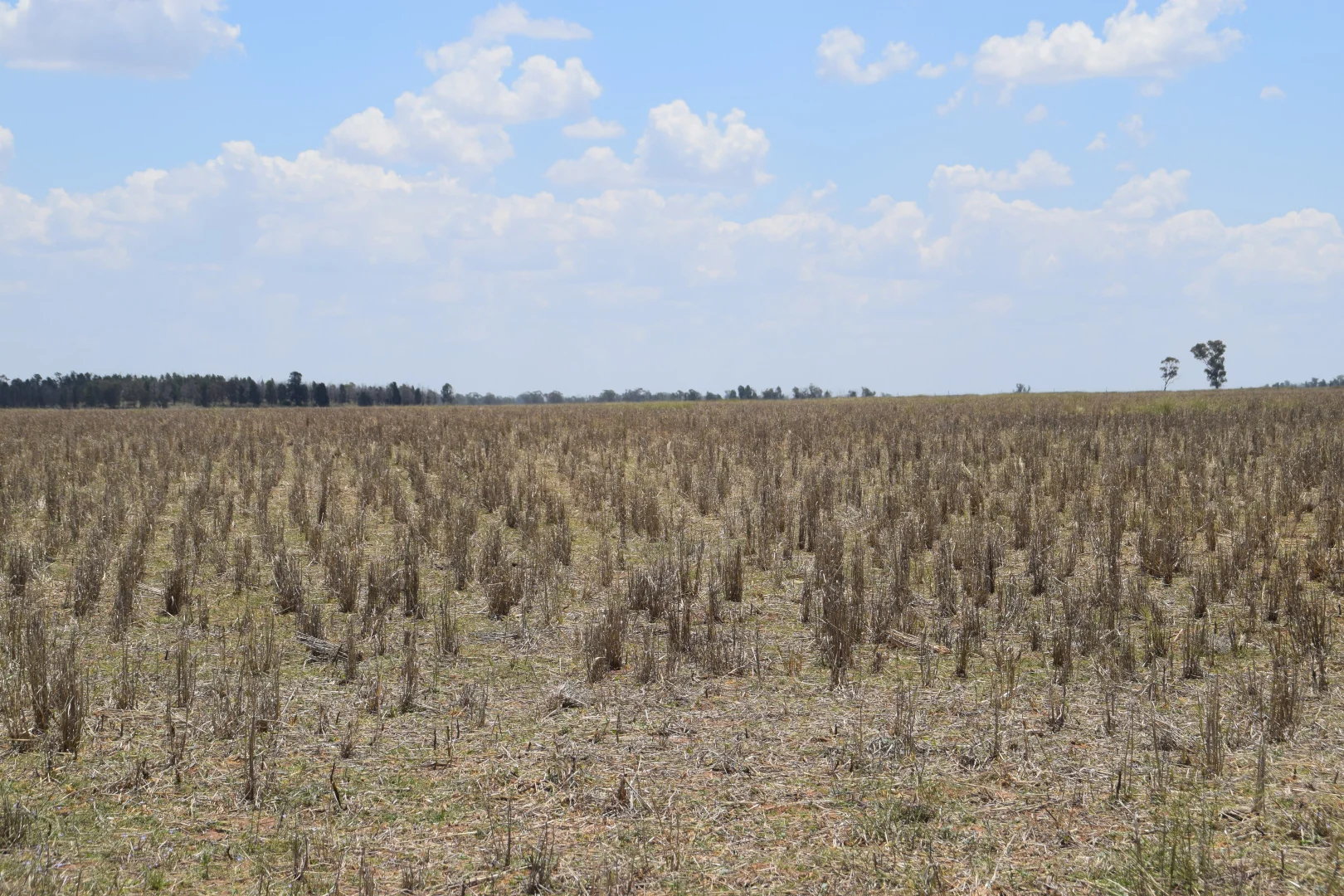 Additional image 19 of 'Illapa' 238L Narromine Road, Dubbo NSW 2830