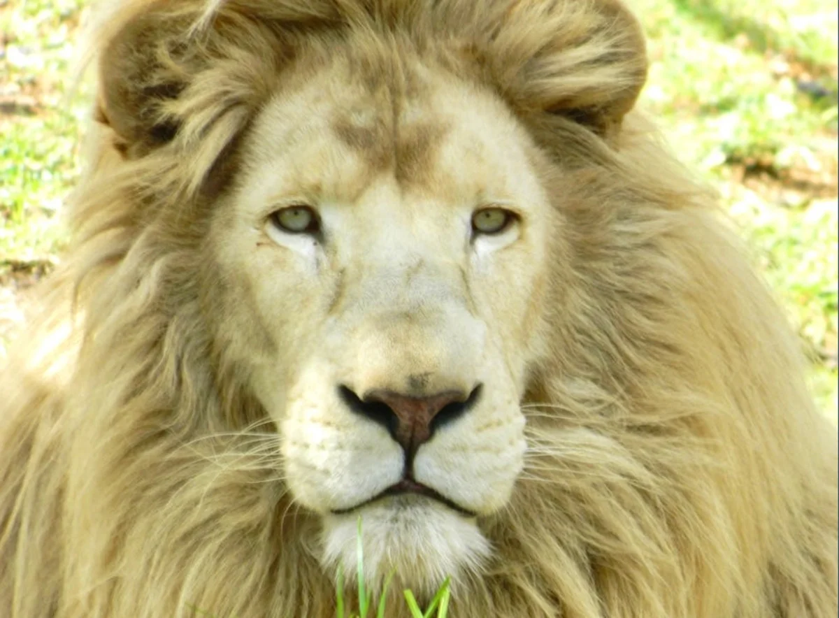 Additional image 6 of 21 Baines Road, Pilton QLD 4361