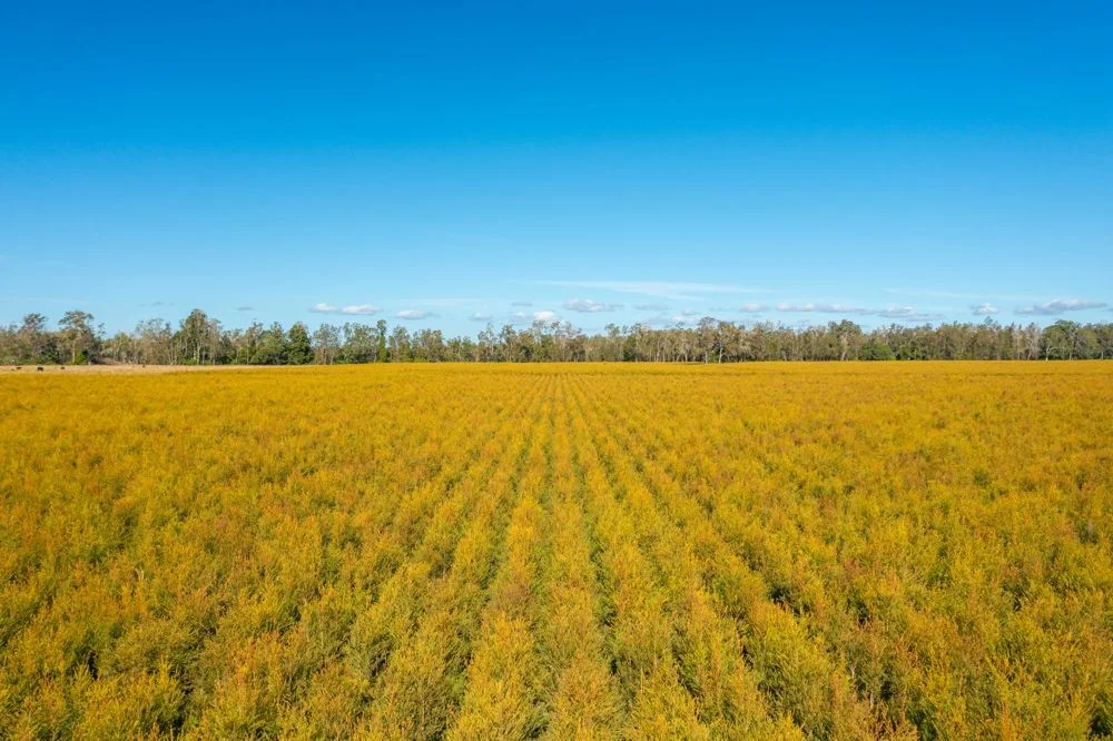 Additional image 12 of 576 MARIA RIVER ROAD, Limeburners Creek NSW 2444