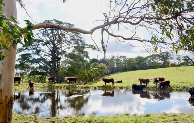 65 McDowell Road, Ryanston VIC 3992