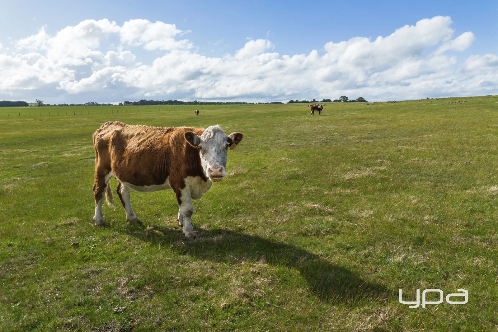 Additional image 7 of 95 Nariel Court, Ballan VIC 3342