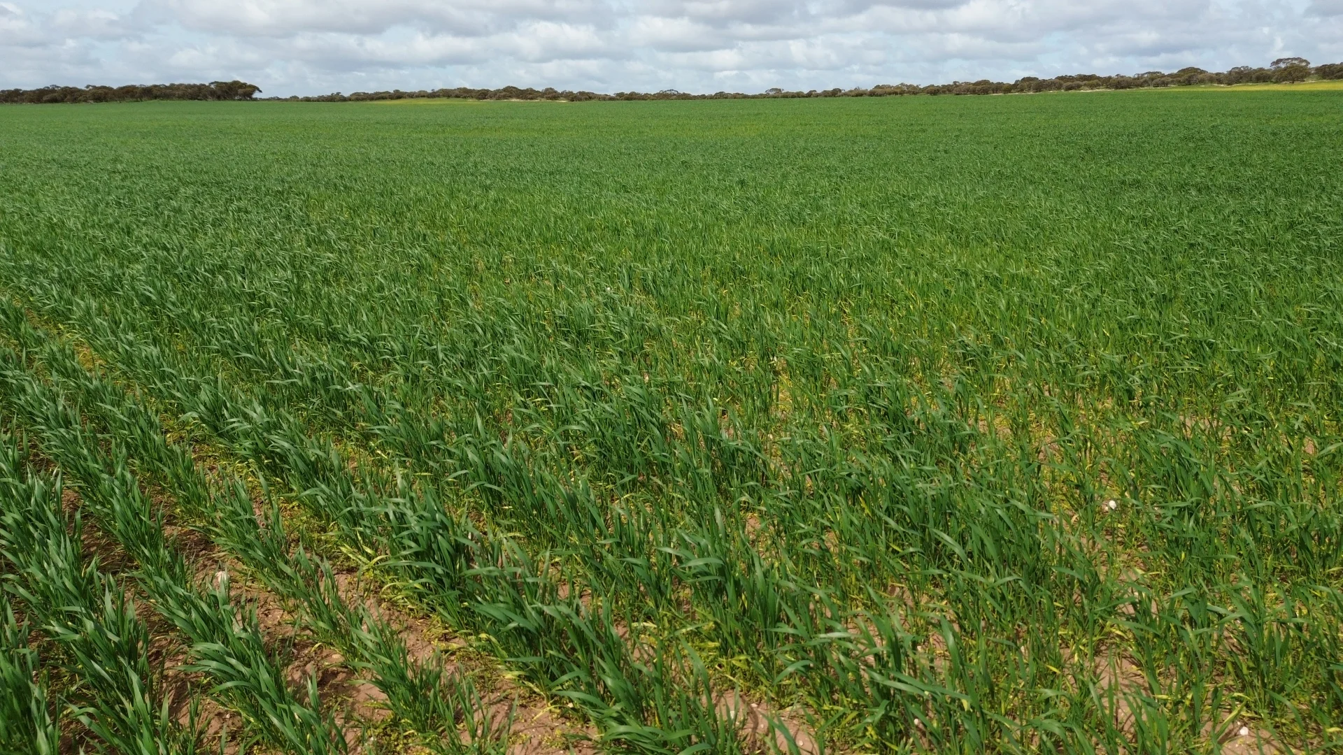 Additional image 12 of Lot/41 Skinner Road, Warramboo SA 5650