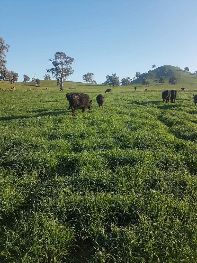 Additional image 31 of 3924 Hume Highway, Tarcutta NSW 2652