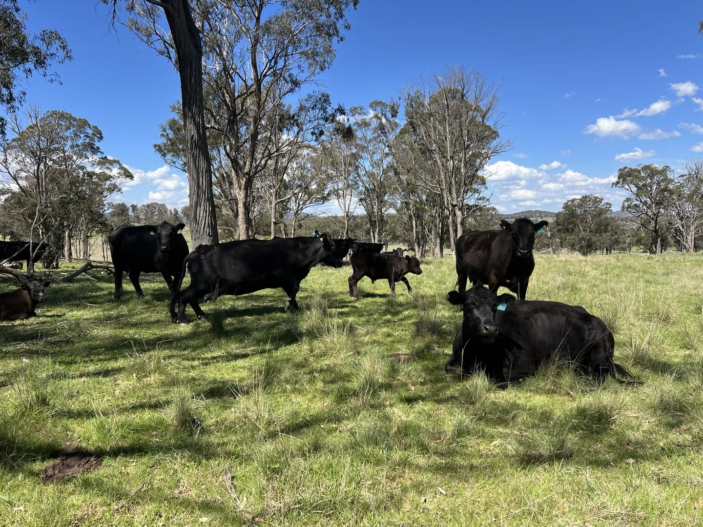 Additional image 8 of 860 Bullock Mountain Road, Yarrowford NSW 2370