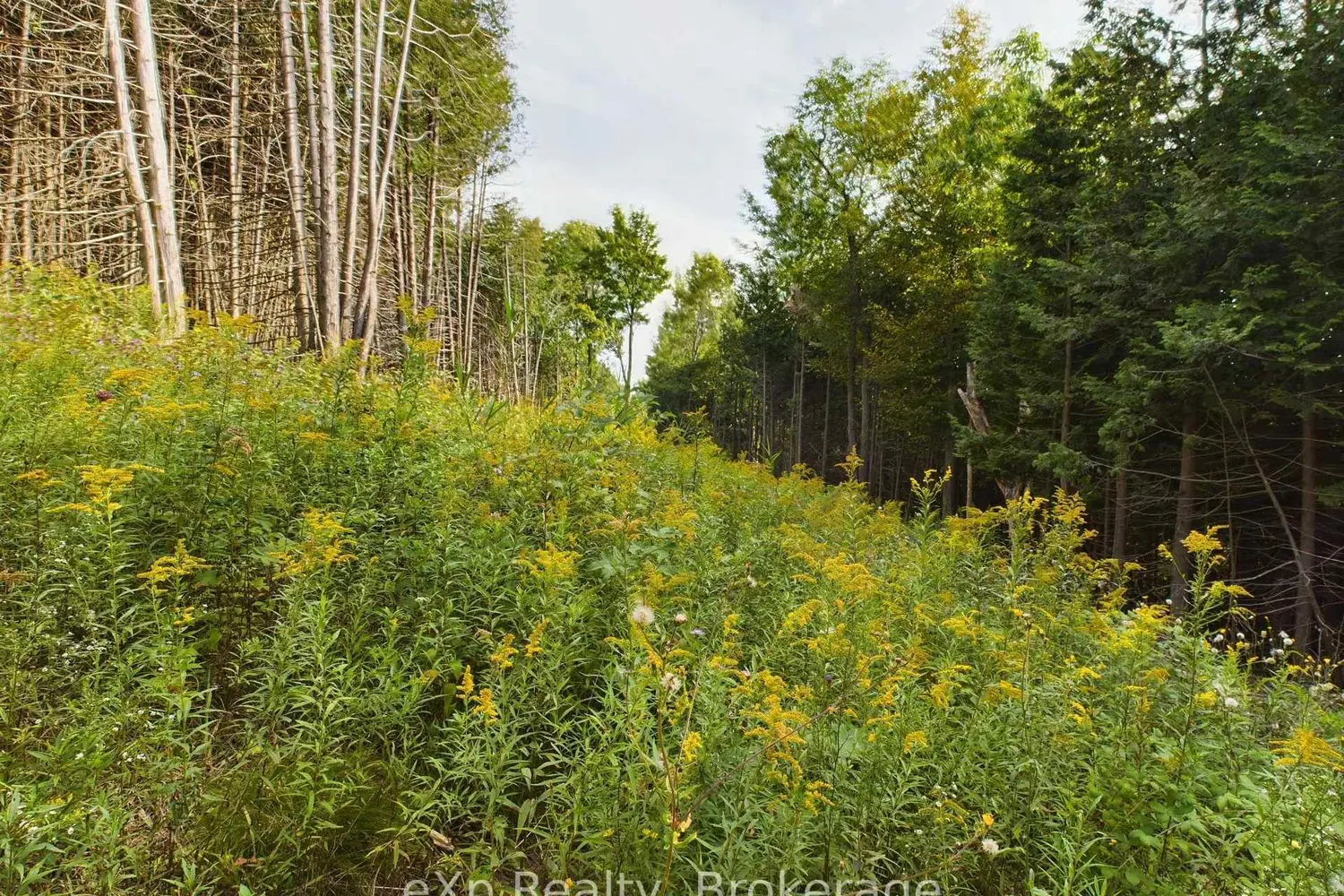 Additional image 5 of 502265 Concession 10 Ndr Concession