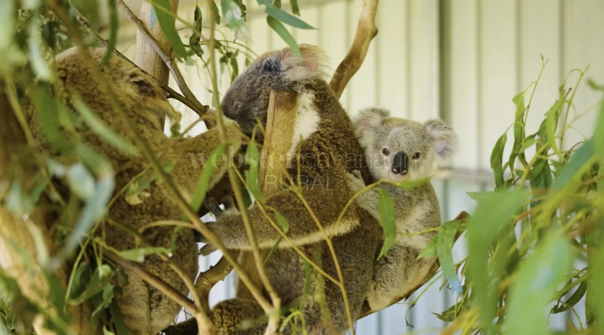 Additional image 30 of 21 Baines Road, Pilton QLD 4361