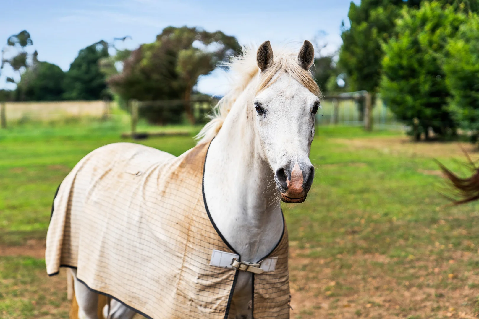 Additional image 30 of 1061 Neerim East Road, Neerim East VIC 3831