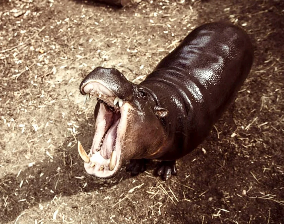 Additional image 14 of 21 Baines Road, Pilton QLD 4361