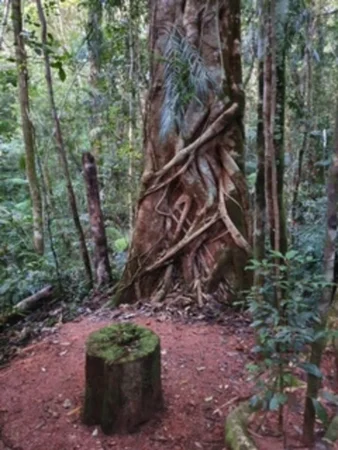 Additional image 39 of 6 Lennox Crescent, Paluma QLD 4816