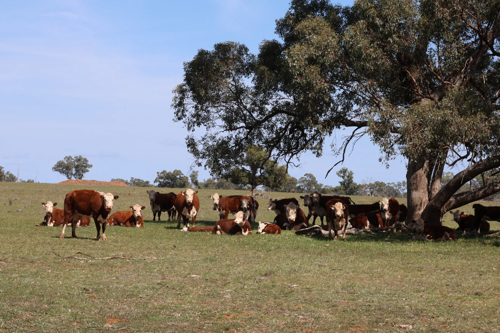 Additional image 22 of 3166 Back Trundle Road, Parkes NSW 2870