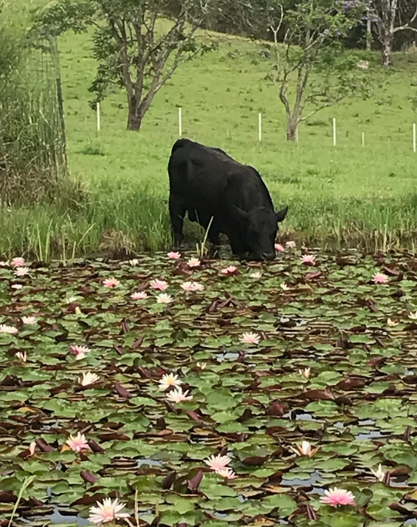 Additional image 27 of 5611 Oxley Highway, Ellenborough NSW 2446