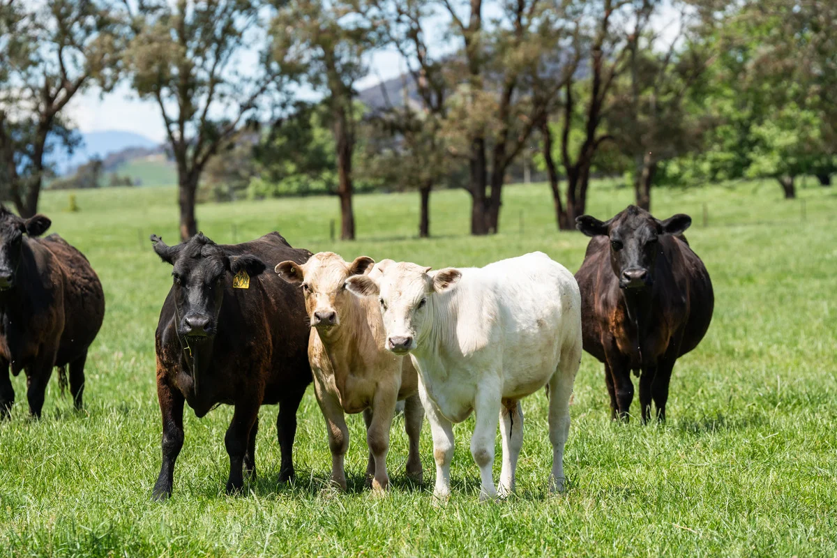 Additional image 3 of 4320 Kiewa Valley Highway, Dederang VIC 3691