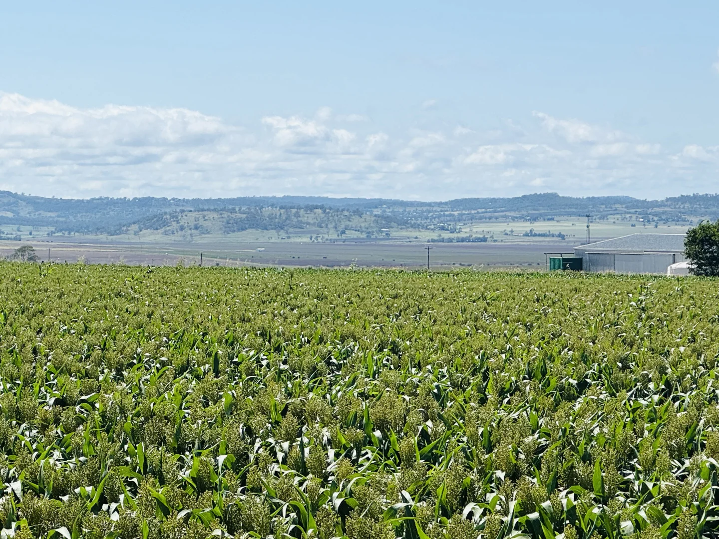 Additional image 3 of Lot 50 Rosenberger Road, Wyreema QLD 4352