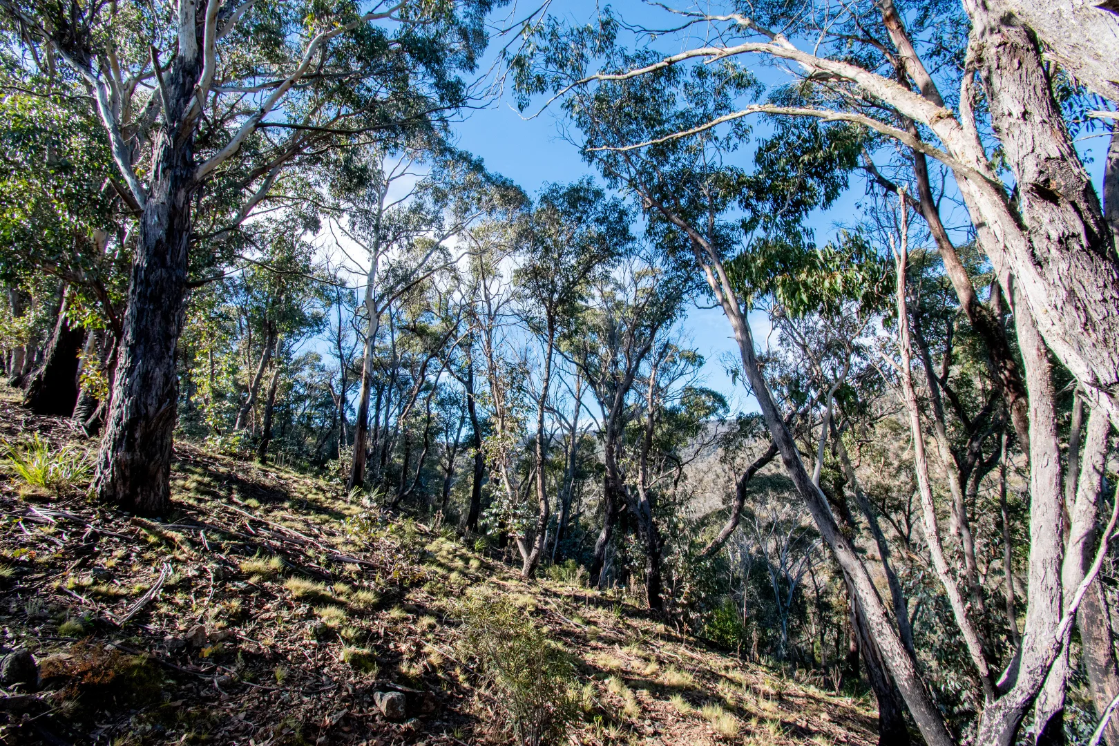 Additional image 13 of 379 Sheepstation Forest Road, Gingkin NSW 2787
