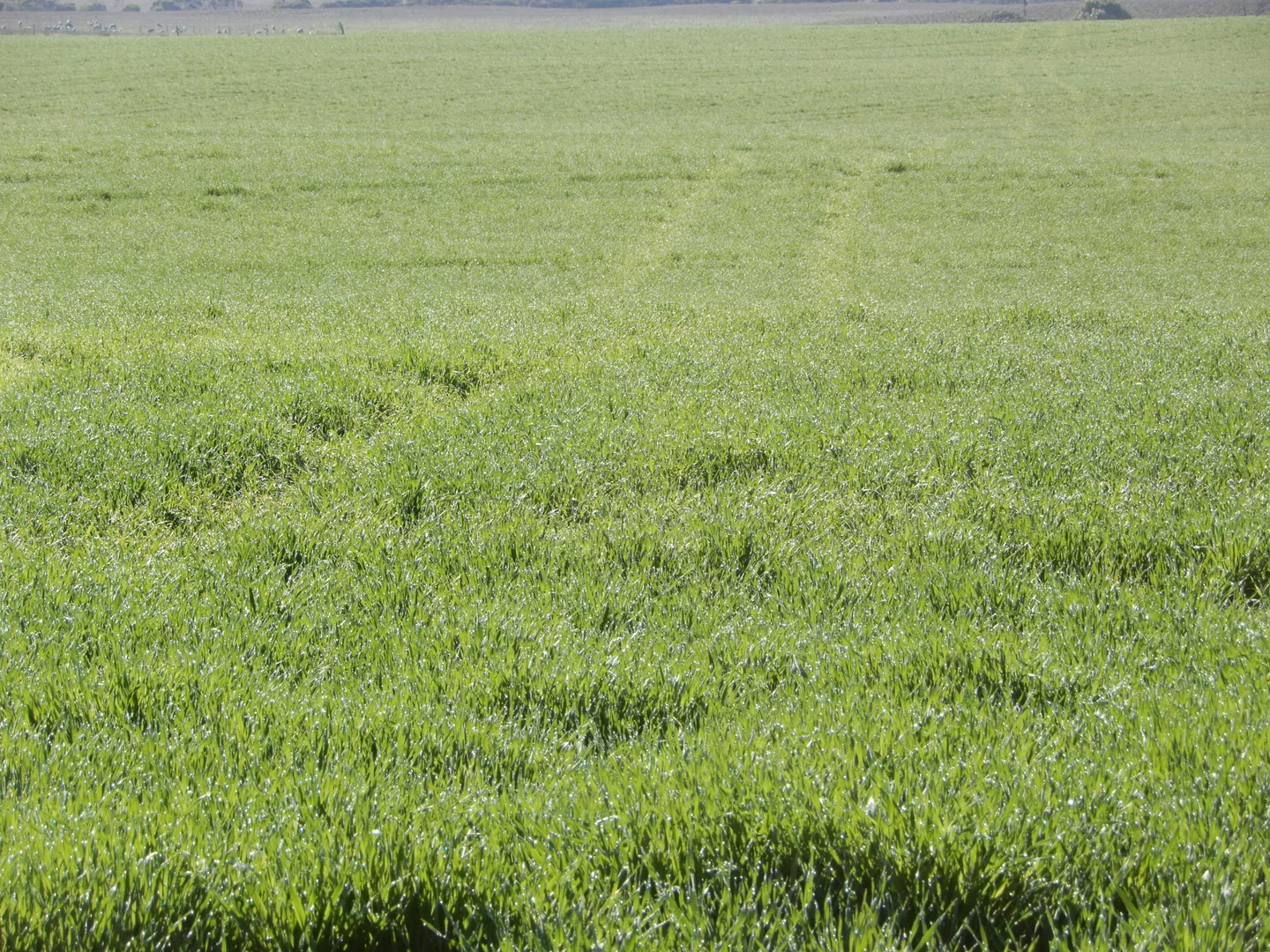 Additional image 19 of 281 Kielow Road, Peake SA 5301