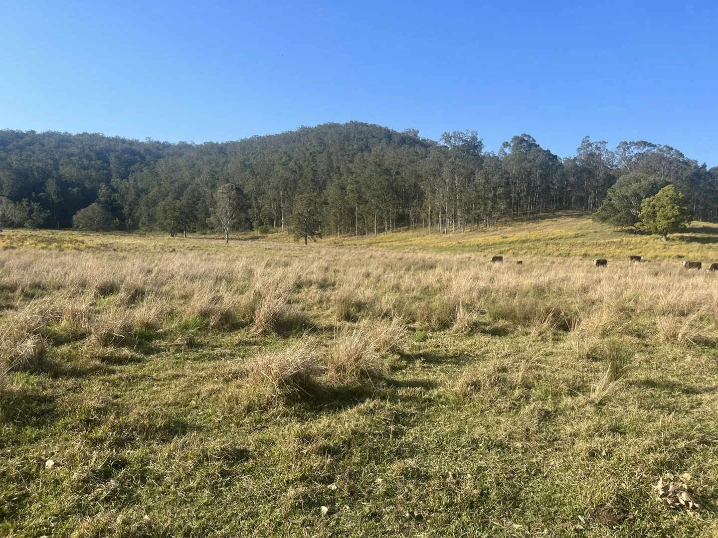 Additional image 5 of 2374 Upper Mongogarie Road, Upper Mongogarie NSW 2470