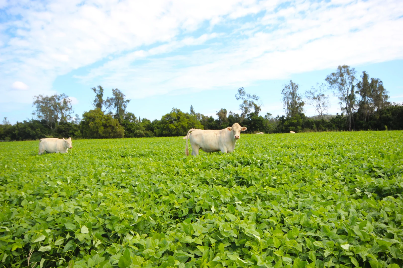 Additional image 4 of 256 Hacks Ferry Road, Hacks Ferry NSW 2441