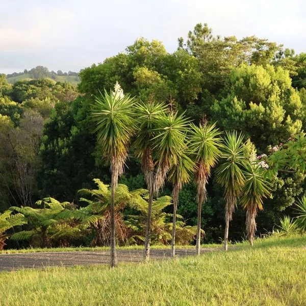 Additional image 4 of 25 Barlee Drive, Fernvale NSW 2484