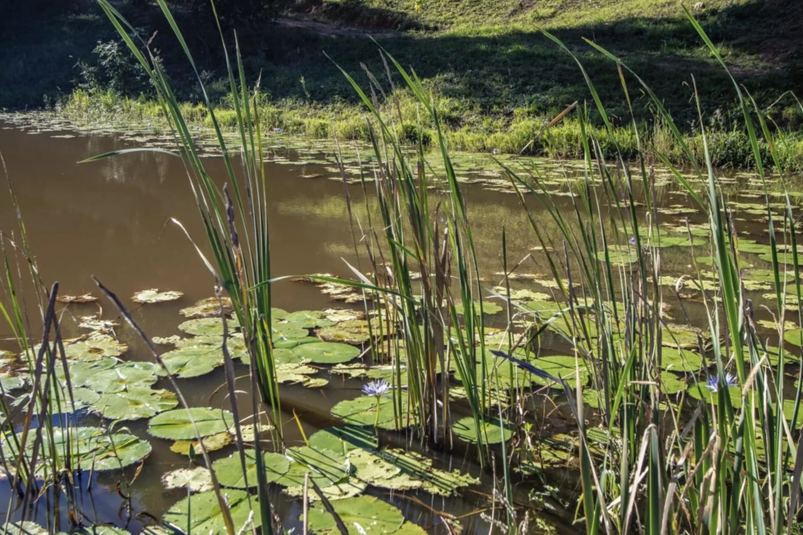 Additional image 2 of Mcauleys Road, Terranora NSW 2486