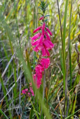 Additional image 17 of 4560 Tasman Highway, Swansea TAS 7190