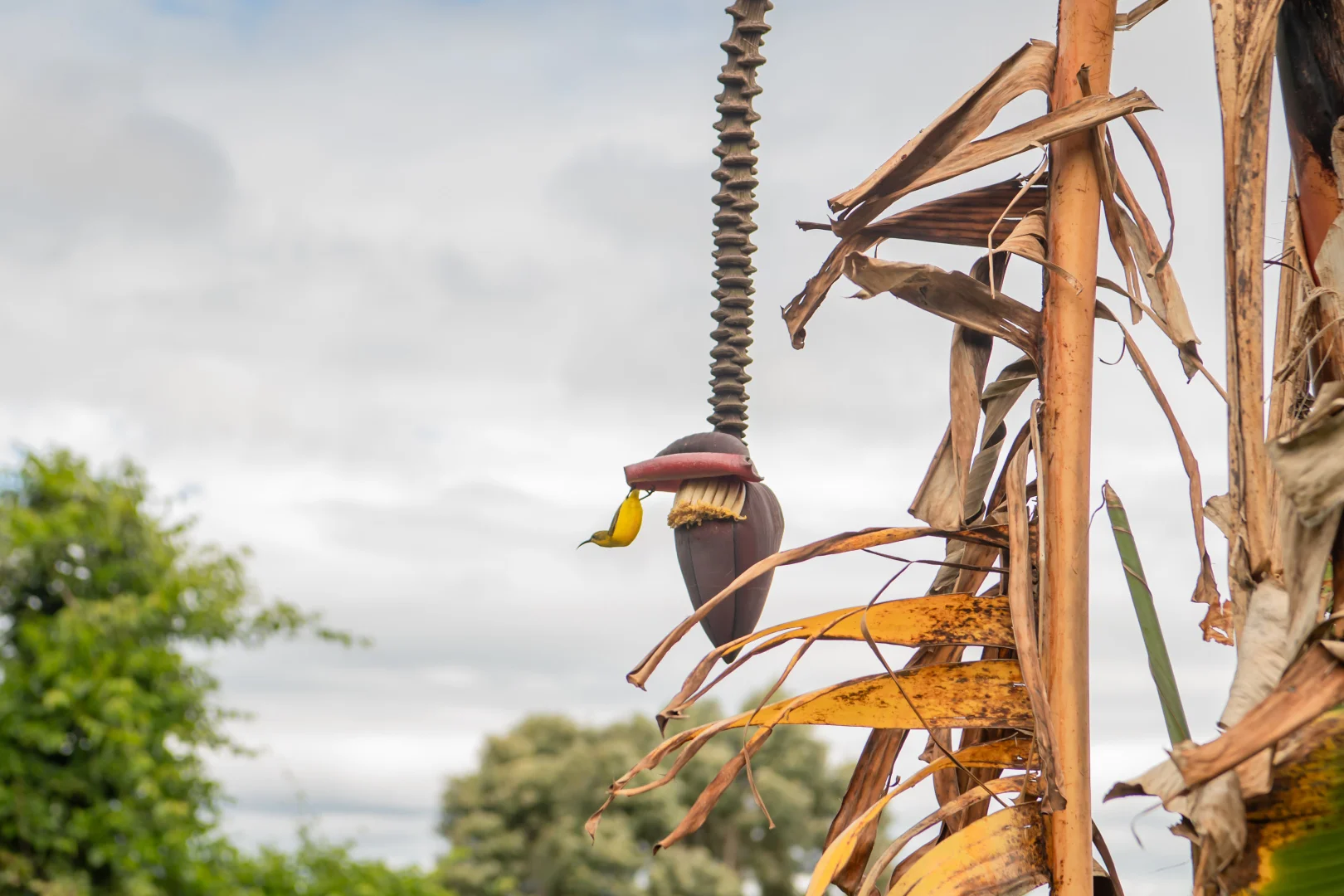 Additional image 36 of 77 Staniland Drive, Strathdickie QLD 4800