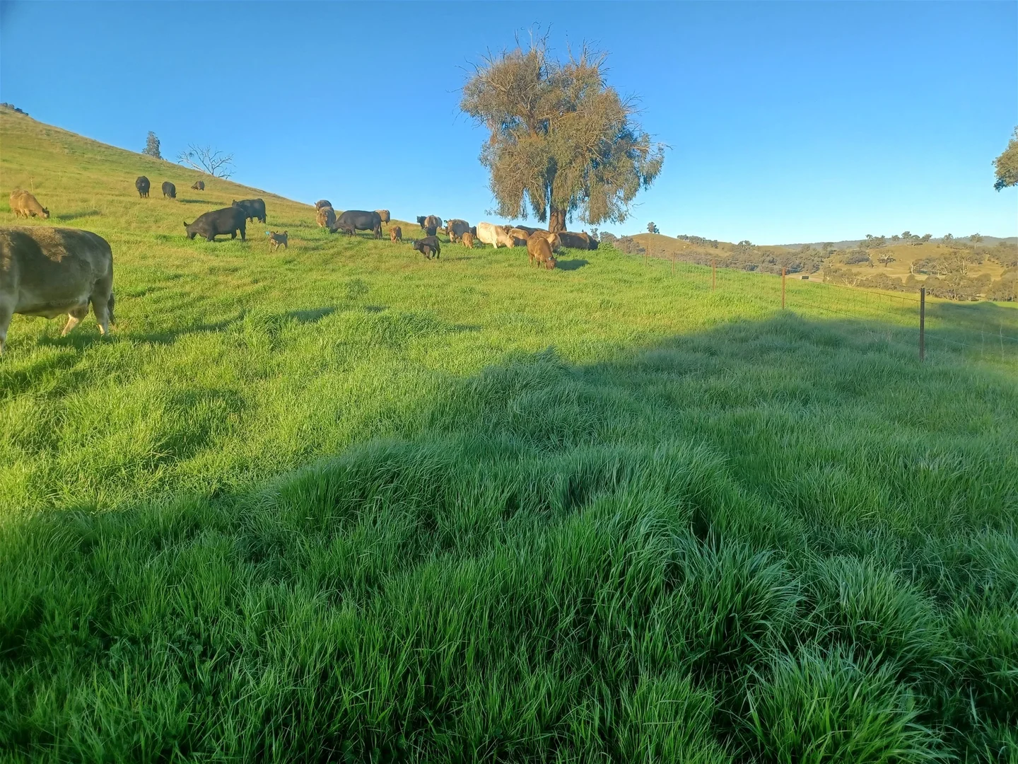 Additional image 27 of 3924 Hume Highway, Tarcutta NSW 2652