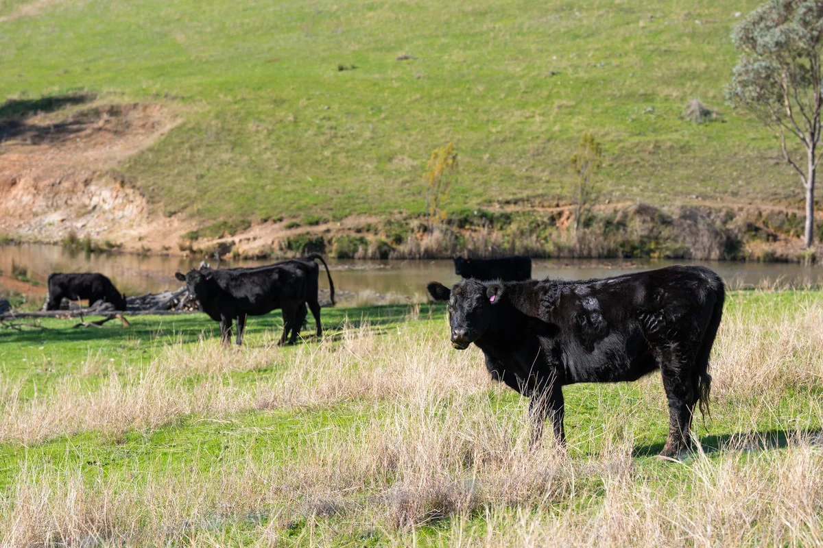 Additional image 25 of 108 Delaneys Lane, Hansonville VIC 3675