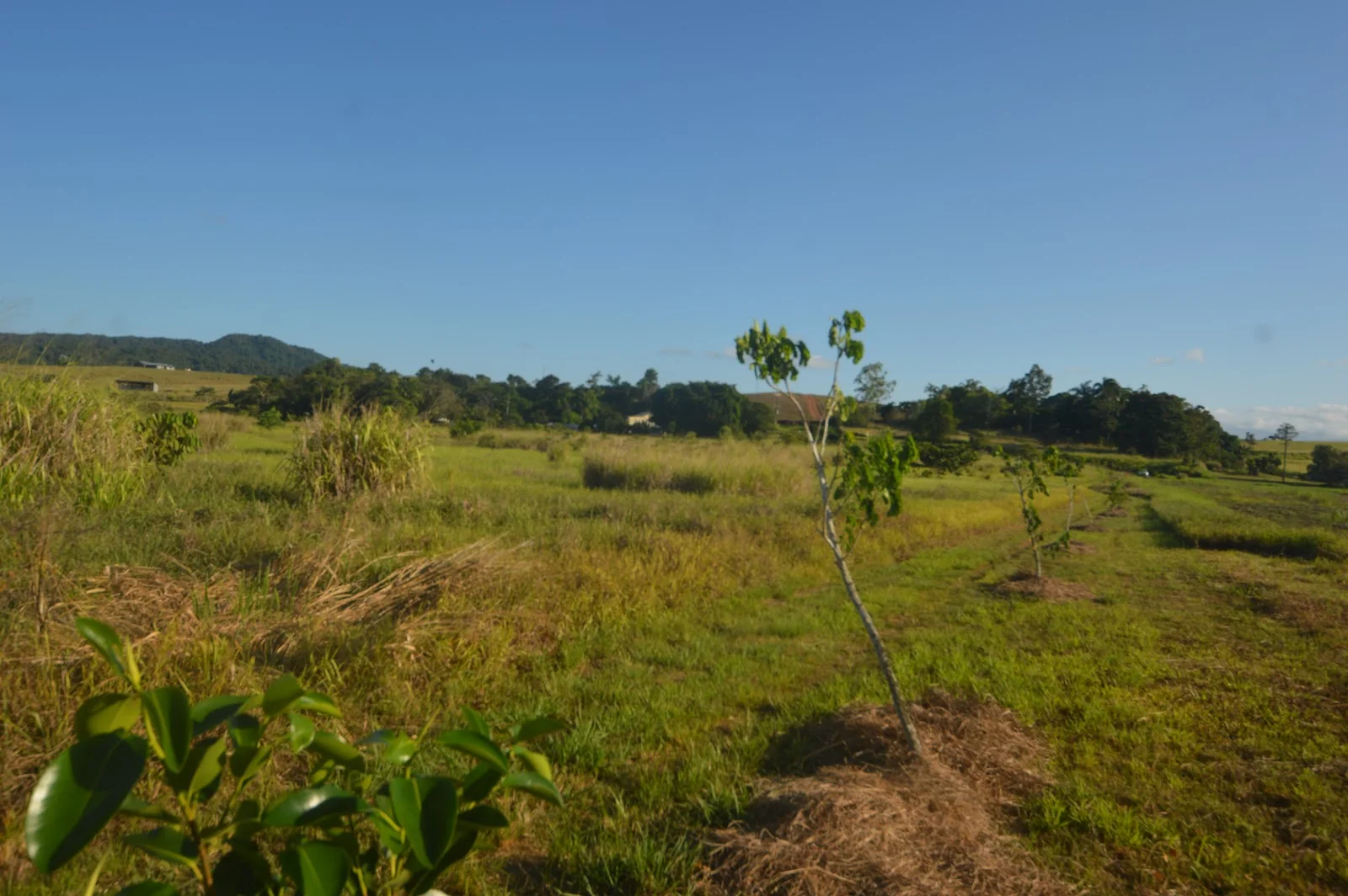 Additional image 6 of 1212 Innisfail Japoon Road, Camp Creek QLD 4871