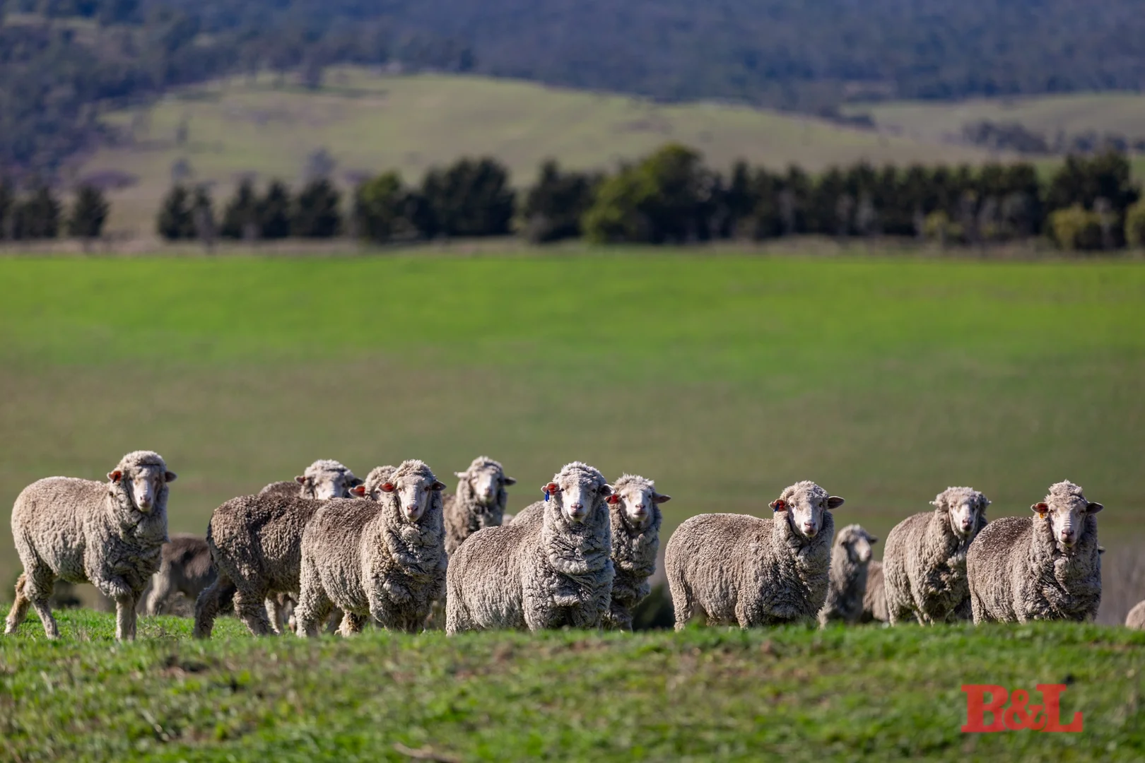 Additional image 6 of 976 Sodwalls Road, Sodwalls NSW 2790