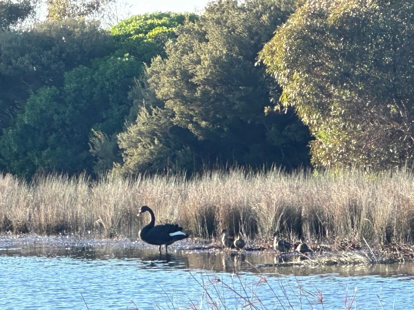 Additional image 12 of 14 Sun Orchid Drive, Chiton SA 5211