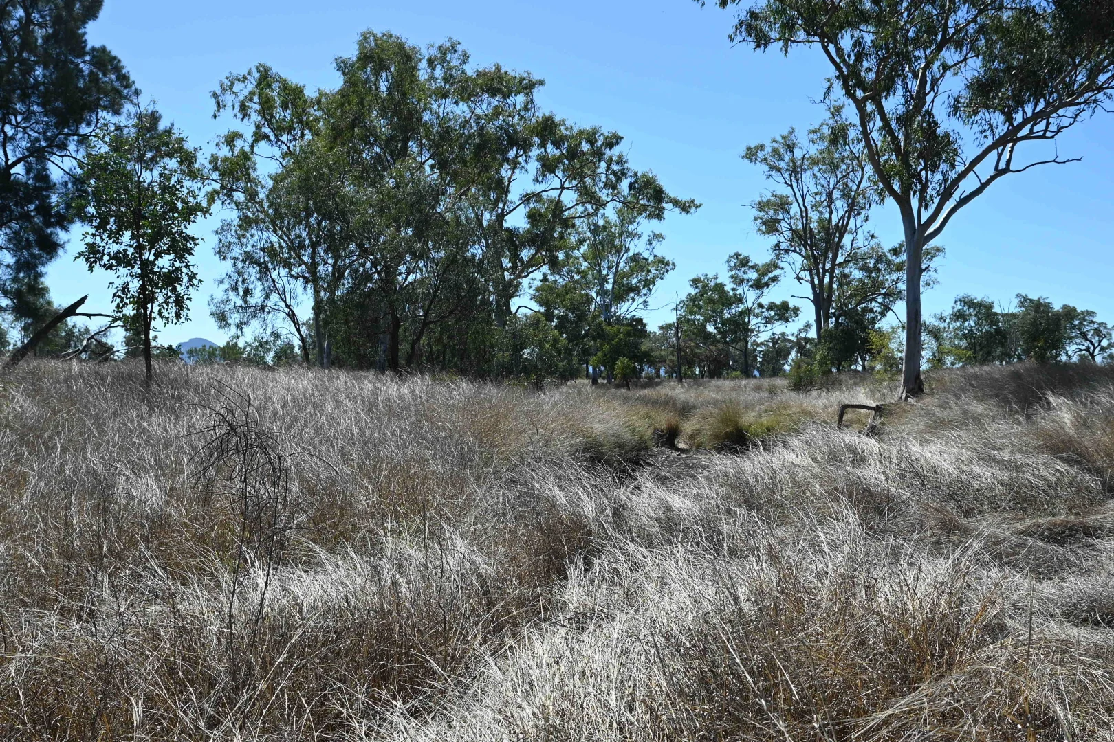 Additional image 17 of 102 Lowestoff Road, Capella QLD 4723