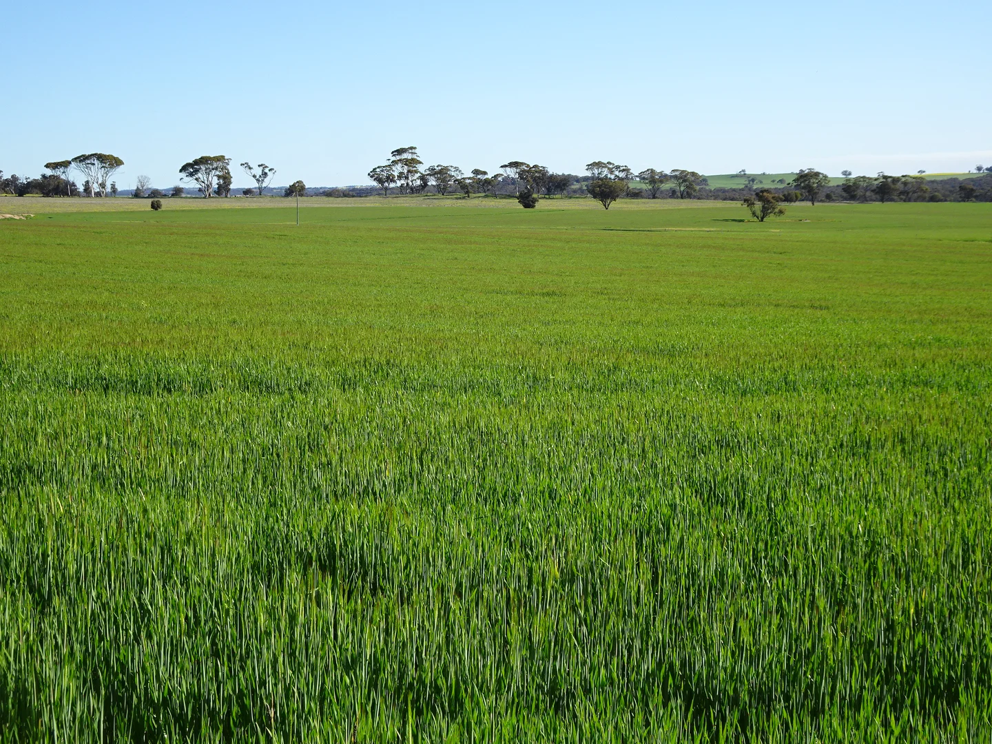 Additional image 3 of 140 Yenellin Road, Pingelly WA 6308